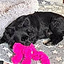 bed, black_dog, blanket, closeup, cozy, cushion, dog, fur, indoor, napping, paw, pet, pink_toy, plush_toy, resting, sleeping, snout, soft_texture, star_pattern, toy_chew