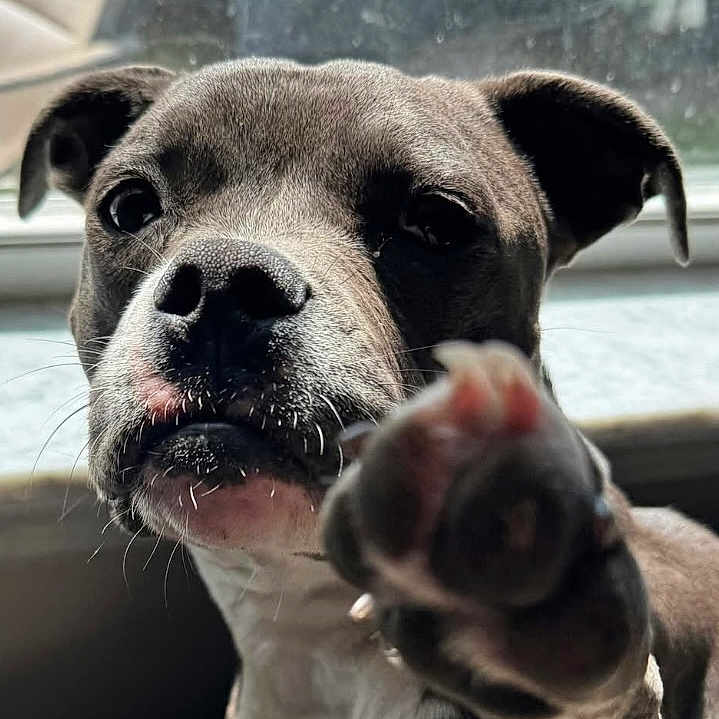 Gerogie joined the competition — help win amazing prizes! animal, ball, bostonbull, boxer, bulldog, canine, dog, face, frenchbulldog, head, hound, person, pet, photography, pitbull, pointer, portrait, puppy, snout, sport