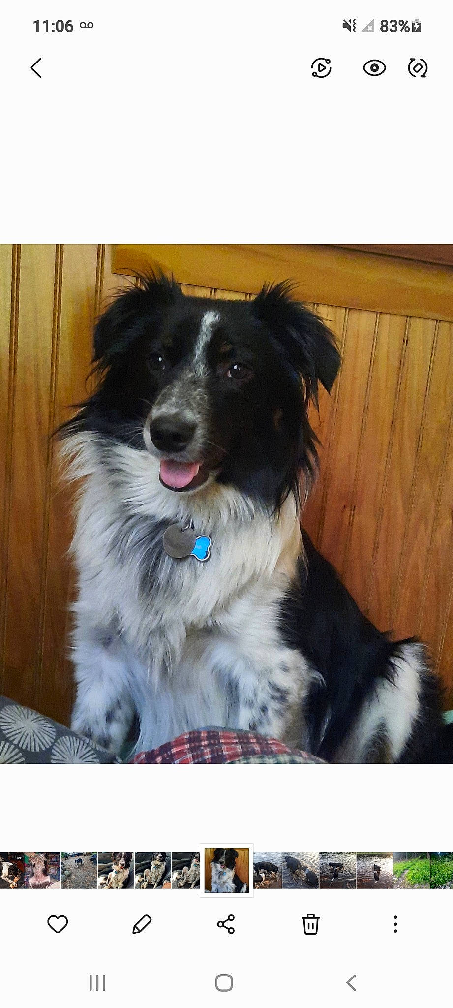 Max joined the competition — help win amazing prizes! border_collie, canidae, carnivore, collar, companion_dog, dog, dog_breed, dog_collar, fur, gun_dog, herding_dog, snout, sporting_group, whiskers, working_animal, working_dog