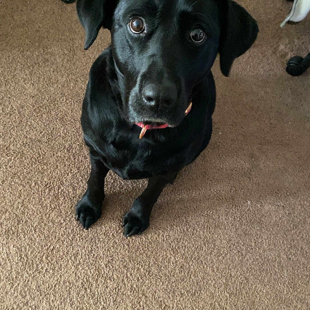 Raven joined the competition — help win amazing prizes! accessories, animal, ball, canine, clothing, dog, footwear, hound, labradorretriever, leash, person, pet, puppy, runningshoe, shoe, sneaker, sport, strap, tennis, tennisball