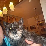 Isis a rejoint le concours — aidez-le/la à gagner de superbes lots ! animal, canine, coat, curtains, cute, decor, dog, face, fluffy, furniture, furry, hand, holding, indoor, lighting, living_room, person, pet, portrait, wall_art