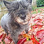 dog, scruffy, autumn_leaves, outdoor, nature, curious, close_up, pet, fur, nose, ears, garden, leaf_litter, fall, animal, canine, whiskers, grass, background, daylight