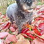 dog, black_dog, autumn_leaves, red_leaves, grass, outdoor, pet, animal, fur, curious, boots, pink_boots, nature, fall, leaf_cover, garden, close_up, canine, playful, daylight