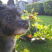 Isis participe au concours pour gagner de l'argent avec cette photo : dog, black_dog, grass, flower_arrangement, garden, sunlight, outdoor, plants, greenery, pet, furry, canine, nature, daylight, backyard, leafy, blurred, closeup, fluffy, summer