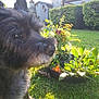 dog, black_dog, grass, flower_arrangement, garden, sunlight, outdoor, plants, greenery, pet, furry, canine, nature, daylight, backyard, leafy, blurred, closeup, fluffy, summer