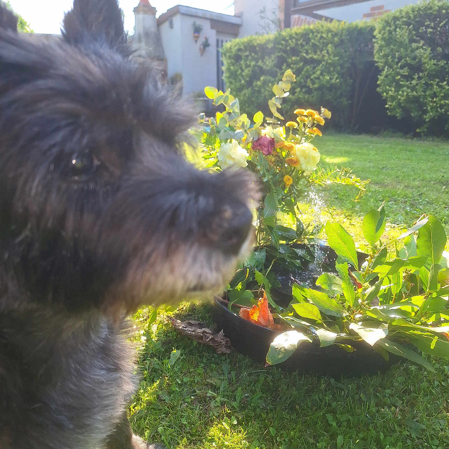 Isis participe au concours pour gagner de l'argent avec cette photo : backyard, black_dog, blurred, canine, closeup, daylight, dog, flower_arrangement, fluffy, furry, garden, grass, greenery, leafy, nature, outdoor, pet, plants, summer, sunlight