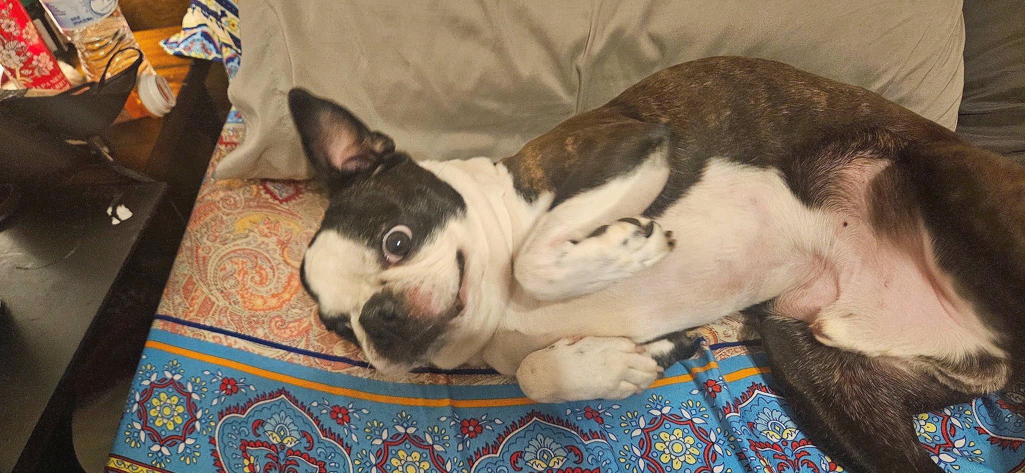 Guiness is registered to the contest to win money with this photo: bored, canidae, carnivore, comfort, companion_dog, dog, dog_breed, ear, fawn, nap, non_sporting_group, pattern, paw, snout, sporting_group, terrestrial_animal, whiskers, working_animal