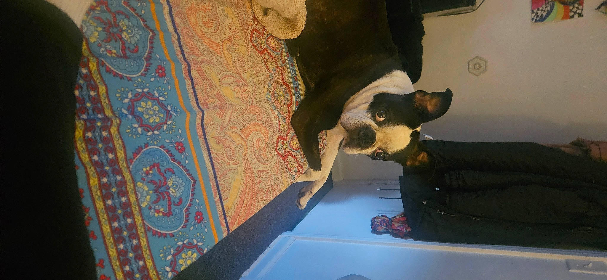 Guiness is registered to the contest to win money with this photo: art, canidae, carnivore, ceiling, companion_dog, dog, dog_breed, fawn, floor, flooring, fun, hardwood, non_sporting_group, pattern, room, sporting_group, tail, vehicle_door, visual_arts, wood