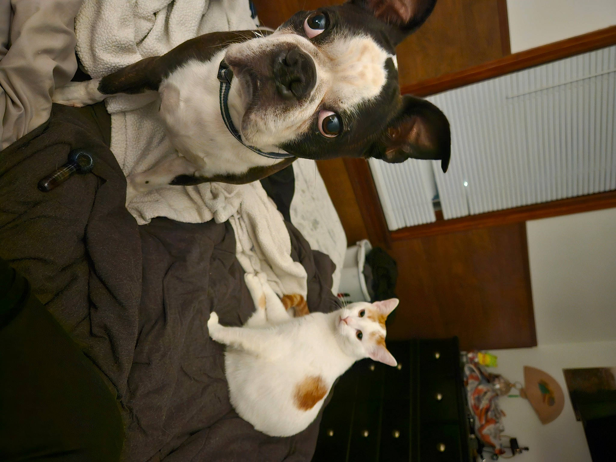 Guiness joined the competition — help win amazing prizes! ancient_dog_breeds, canidae, carnivore, companion_dog, costume, dog, dog_breed, dog_collar, ear, fawn, fur, guard_dog, non_sporting_group, personal_protective_equipment, snout, sporting_group, tail, whiskers, white, working_animal