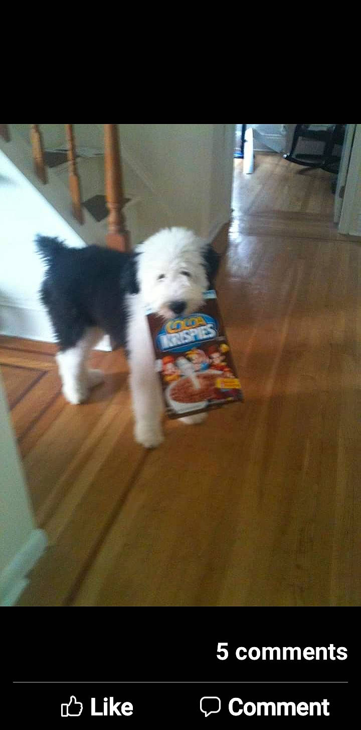 Ezekiel Aka Zeke joined the competition — help win amazing prizes! canidae, carnivore, companion_dog, dog, dog_breed, dog_supply, floor, flooring, fur, hardwood, laminate_flooring, mammal, small_terrier, sporting_group, terrier, toy_dog, varnish, wood, wood_flooring, working_animal