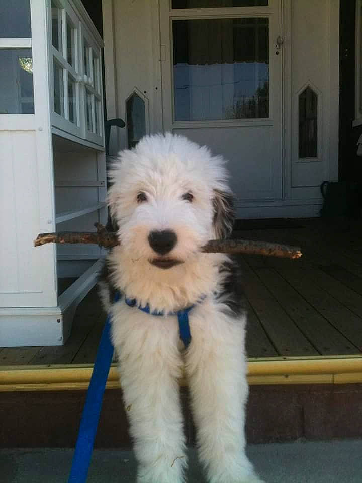 Ezekiel Aka Zeke is registered to the contest to win money with this photo: building, canidae, carnivore, companion_dog, dog, dog_breed, door, flooring, fur, giant_dog_breed, home_door, plant, romanian_mioritic_shepherd_dog, small_terrier, snout, sporting_group, terrier, toy_dog, window, wood