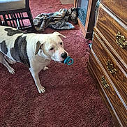 Daisy is registered to the contest to win money with this photo: dog, indoor, carpet, furniture, wooden_dresser, blanket, chair, pacifier, pet, domestic, home, brown, white, black, floor, living_room, cozy, animal, cute, playful