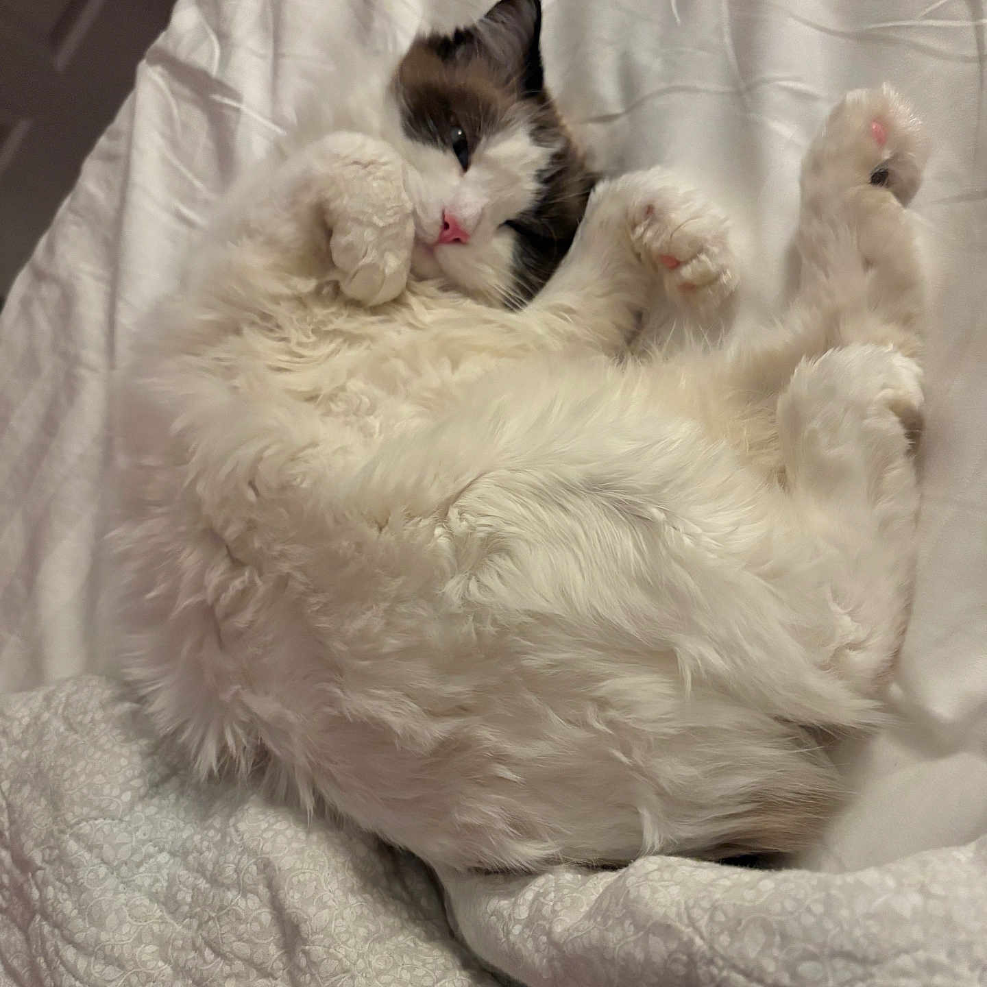 Tinsel joined the competition — help win amazing prizes! animal, bed, cat, cozy, cute, domestic_animal, feline, fluffy, fur, indoor, mammal, paws, pet, pink_nose, quilt, relaxed, resting, sleepy, whiskers, white