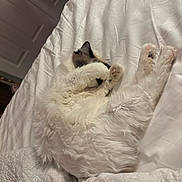 Tinsel joined the competition — help win amazing prizes! cat, fluffy, white_cat, bed, blanket, paw, sleeping, cozy, indoor, pet, fur, resting, cute, animal, domestic, relaxing, comfort, face_covering, feline, quiet