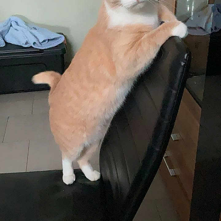 Simba a rejoint le concours — aidez-le/la à gagner de superbes lots ! animal, backrest, black_chair, cat, chair, curious, cute, domestic_animal, feline, floor, furniture, household, indoor, looking, orange_cat, paw, pet, standing, tiled_floor, white_cat