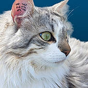 Diabolos participe au concours pour gagner de l'argent avec cette photo : cat, close_up, fluffy, green_eyes, whiskers, fur, ear, profile, animal, pet, portrait, looking_away, blue_background, soft_lighting, feline, muzzle, nose, domestic_cat, curious, tattoo_marking