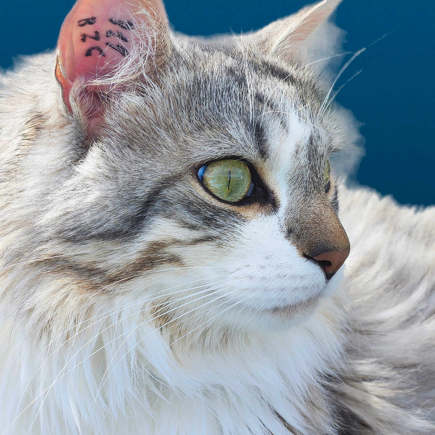 Diabolos participe au concours pour gagner de l'argent avec cette photo : animal, blue_background, cat, close_up, curious, domestic_cat, ear, feline, fluffy, fur, green_eyes, looking_away, muzzle, nose, pet, portrait, profile, soft_lighting, tattoo_marking, whiskers