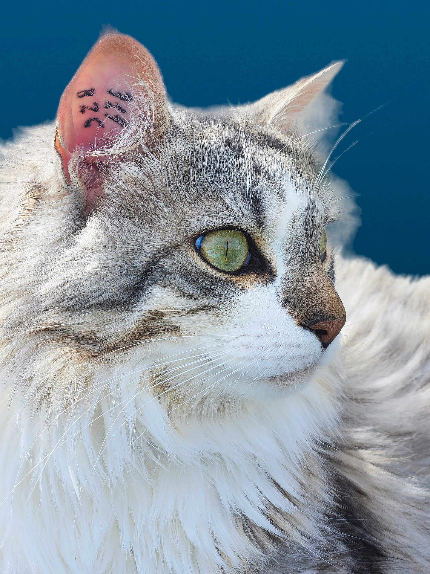 Diabolos participe au concours pour gagner de l'argent avec cette photo : cat, close_up, fluffy, green_eyes, whiskers, fur, ear, profile, animal, pet, portrait, looking_away, blue_background, soft_lighting, feline, muzzle, nose, domestic_cat, curious, tattoo_marking