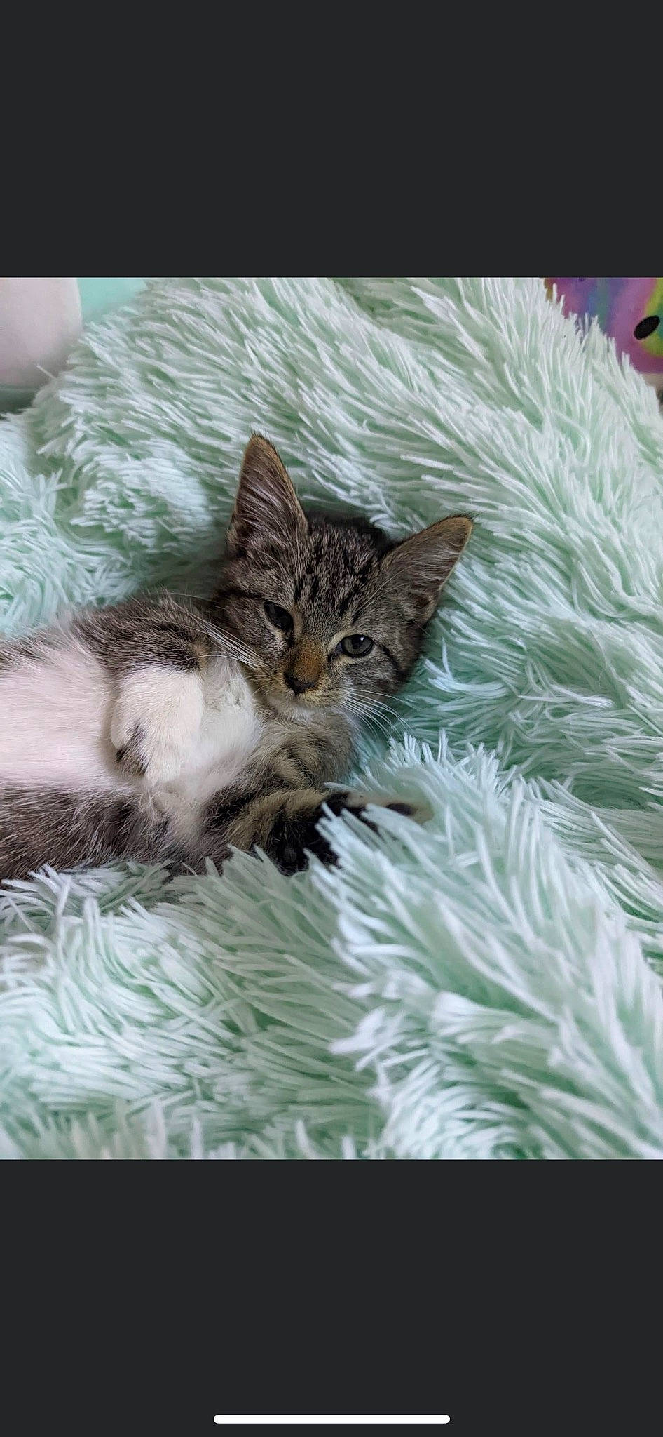 Jasmin is registered to the contest to win money with this photo: carnivore, cat, claw, conifer, domestic_short_haired_cat, event, felidae, fur, grass, organism, pattern, paw, plant, rectangle, small_to_medium_sized_cats, tail, terrestrial_animal, tree, whiskers, wildlife