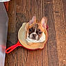 Canoli joined the competition — help win amazing prizes! animal, brown_puppy, cast_iron_skillet, curious, cute, dog, domestic, ears, face, flooring, french_bulldog, indoor, kitchen, looking_up, pet, puppy, red_skillet, small_dog, white_puppy, wood_floor