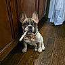 Canoli joined the competition — help win amazing prizes! animal, bandana, brown, cabinet, chew_stick, cute, dog, domestic, ears, face, floor, french_bulldog, indoor, looking, pet, puppy, sitting, white, wooden_floor, young