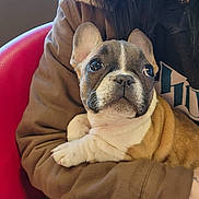 Canoli joined the competition — help win amazing prizes! animal, brown_jacket, closeup, companion, cozy, cute, cute_pet, dog, ears, eyes, french_bulldog, fur, indoor, person, pet, portrait, puppy, red_chair, sitting, snout
