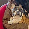 animal, brown_jacket, closeup, companion, cozy, cute, cute_pet, dog, ears, eyes, french_bulldog, fur, indoor, person, pet, portrait, puppy, red_chair, sitting, snout