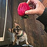 animal, clothing, collar, curious, cute, dog, domestic, floor, food, french_bulldog, hand, indoor, kitchen, looking_up, person, pet, small_dog, strawberry, waiting, wooden_floor