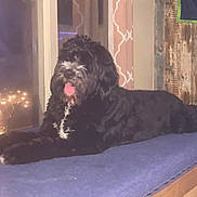 Zuzu is registered to the contest to win money with this photo: animal, black_dog, blanket, companion, cozy, curtains, dog, fur, furniture, home, indoor, lying_down, mammal, pet, relaxed, resting, tongue_out, white_markings, window, wooden_wall
