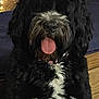 Zuzu joined the competition — help win amazing prizes! animal, bed, black_and_white, canine, collar, companion, cozy, curly_fur, cute, dog, domestic, fur, furry, happy, indoor, mammal, pet, portrait, sitting, tongue_out