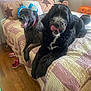 Zuzu joined the competition — help win amazing prizes! animal, bed, black_dog, brown_dog, curtain, decor, dog, furry, happy, headband, holiday, indoor, pet, pillow, pumpkin, quilt, resting, tongue_out, window, wooden_floor