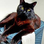 Binx joined the competition — help win amazing prizes! animal, black_cat, blue_basket, cat, cozy, domestic_cat, feline, fur, household, indoor, laundry_basket, looking_up, mammal, pet, relaxed, resting, soft_texture, whiskers, white_cloth, yellow_eyes