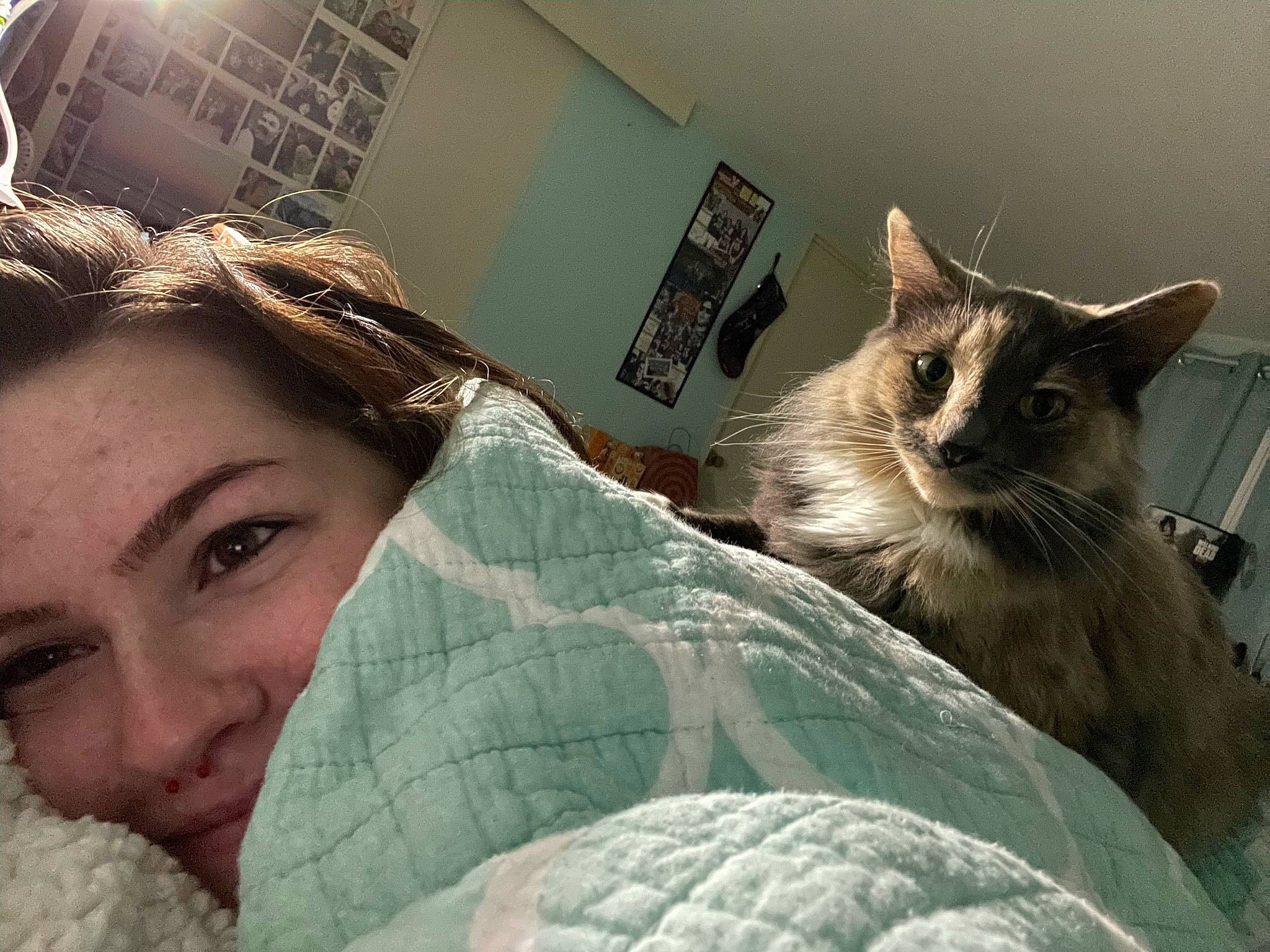 Seraphina joined the competition — help win amazing prizes! bed, bedding, blanket, carnivore, cat, comfort, domestic_short_haired_cat, eyelash, eyewear, fashion_accessory, felidae, fur, happy, headpiece, iris, linens, room, selfie, small_to_medium_sized_cats, whiskers