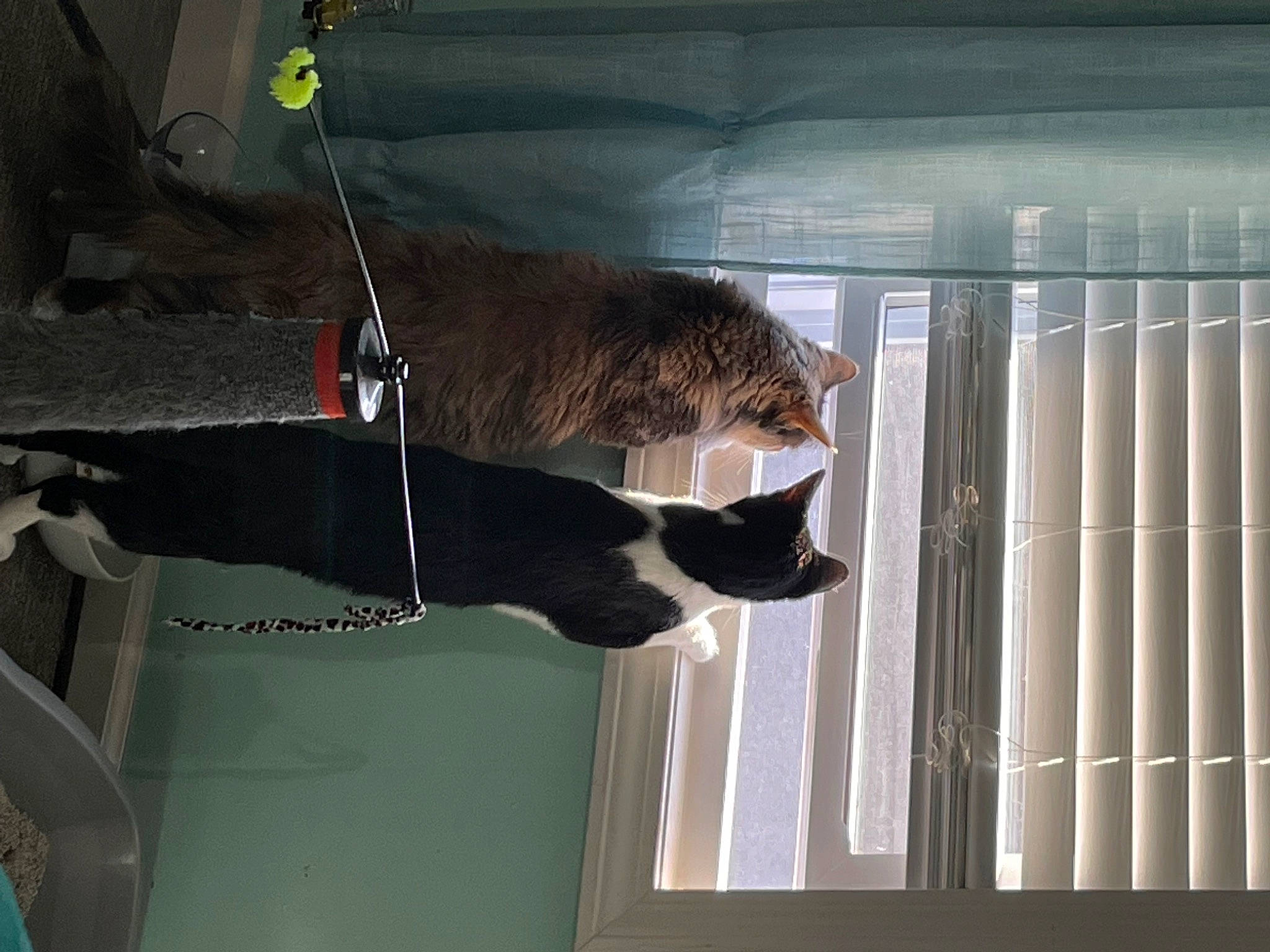 Seraphina joined the competition — help win amazing prizes! carnivore, cat, cat_supply, felidae, fur, pet_supply, room, shade, shadow, small_to_medium_sized_cats, sporting_group, tail, tints_and_shades, whiskers, window, window_covering, wood