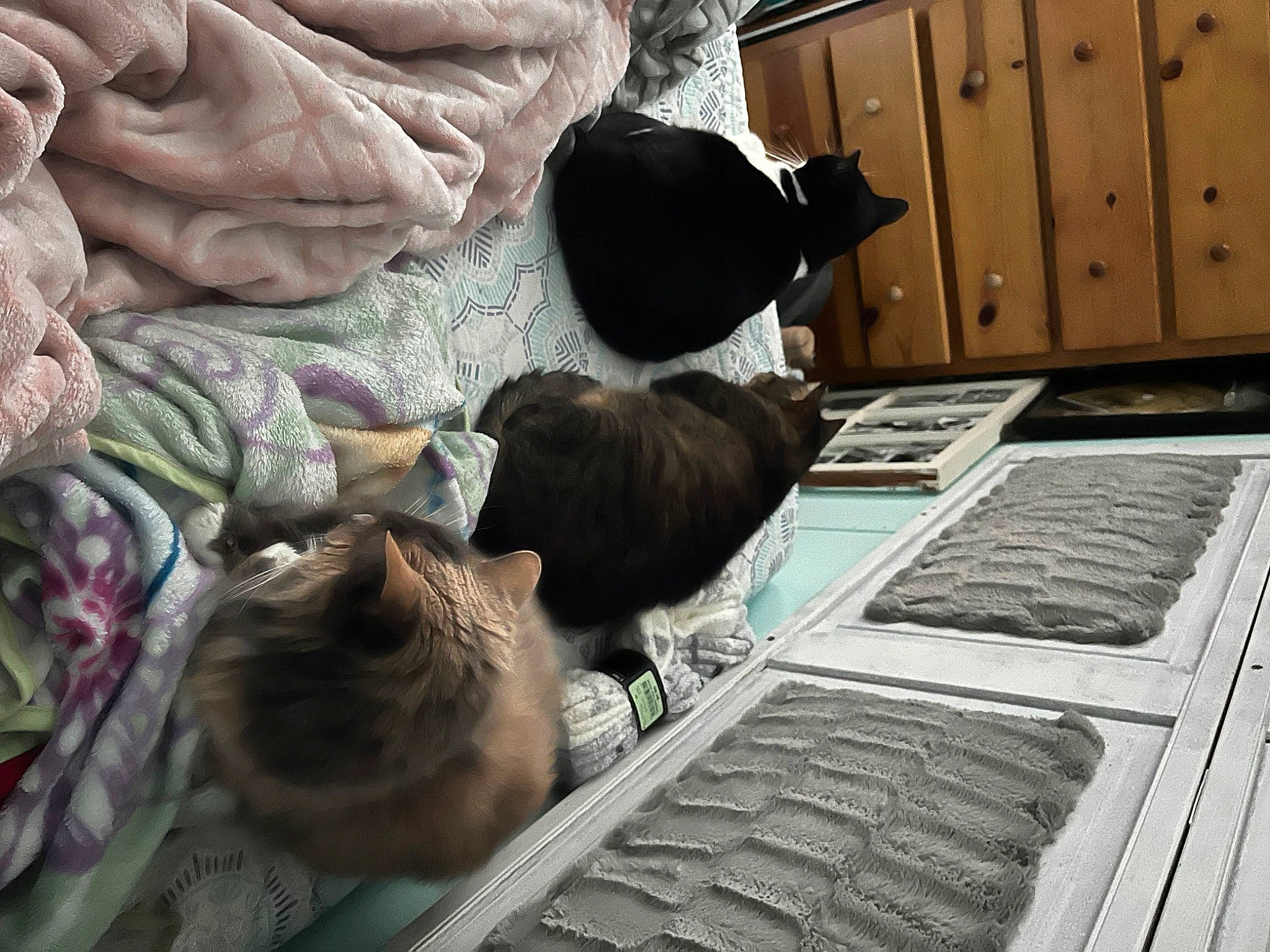 Seraphina is registered to the contest to win money with this photo: adaptation, cabinetry, chest_of_drawers, child, cupboard, flooring, fun, fur, leisure, linens, mammal, pattern, room, sitting, textile, toddler, tree, vertebrate, visual_arts, wood