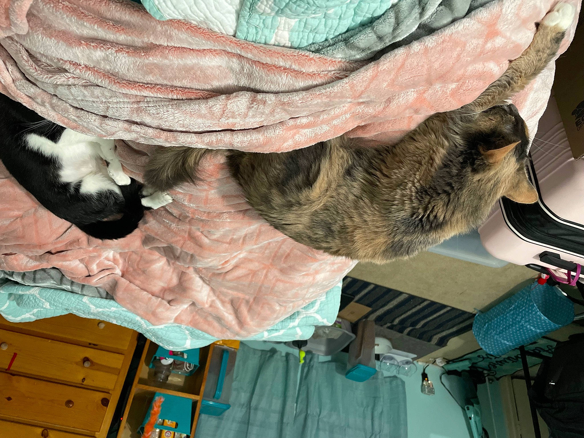 Seraphina joined the competition — help win amazing prizes! automotive_tire, car, comfort, dog, dress, feather, flesh, foot, fur, hat, human_leg, leg, linens, personal_protective_equipment, tail, tire, vertebrate, wool, wrinkle