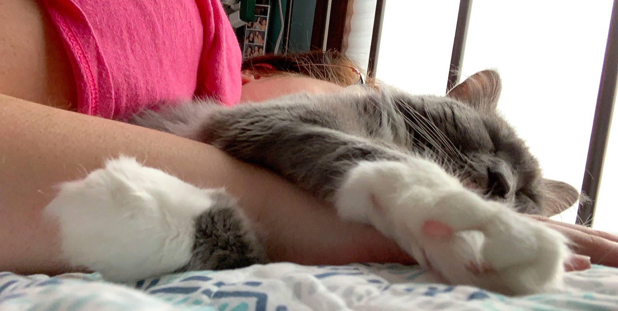 Bella is registered to the contest to win money with this photo: aegean_cat, asian, carnivore, cat, domestic_short_haired_cat, ear, european_shorthair, felidae, fur, kitten, nap, norwegian_forest_cat, nose, paw, polydactyl_cat, sleep, small_to_medium_sized_cats, snout, tail, whiskers