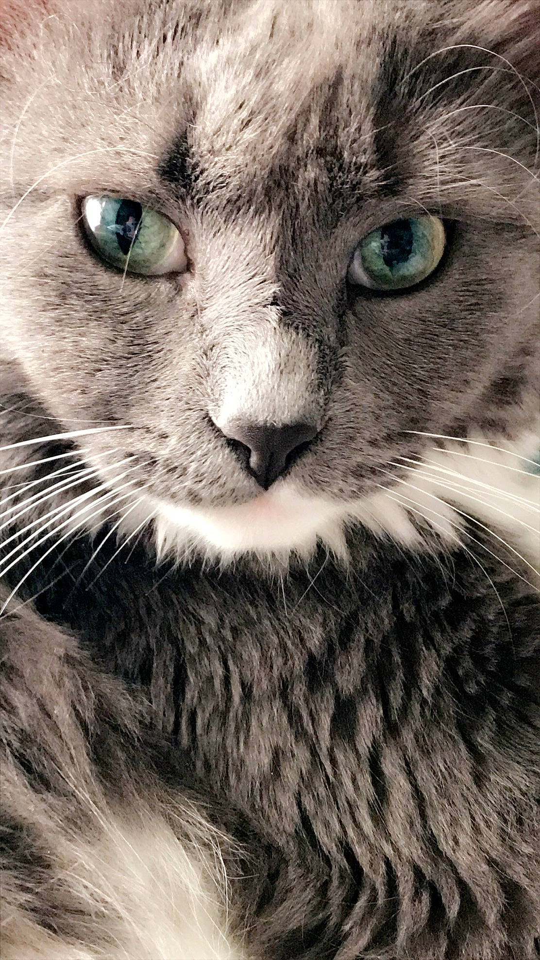 Bella is registered to the contest to win money with this photo: black_and_white, carnivore, cat, close_up, domestic_short_haired_cat, european_shorthair, eye, felidae, fur, mammal, nebelung, nose, photography, siberian, small_to_medium_sized_cats, snout, tabby_cat, vertebrate, whiskers, wildlife