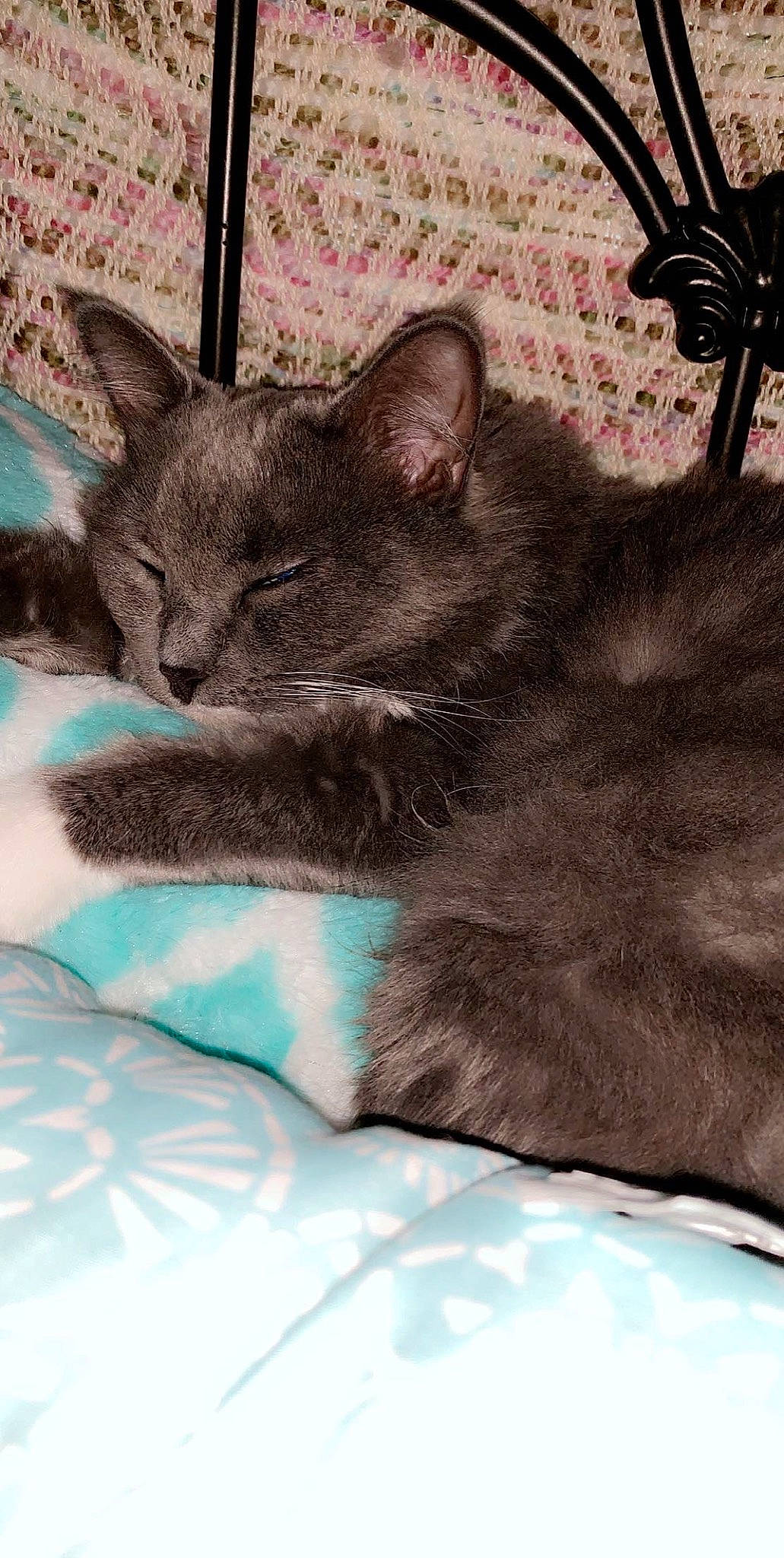 Bella joined the competition — help win amazing prizes! asian, carnivore, cat, domestic_short_haired_cat, felidae, german_rex, kitten, mammal, nebelung, oriental_longhair, russian_blue, small_to_medium_sized_cats, vertebrate, whiskers