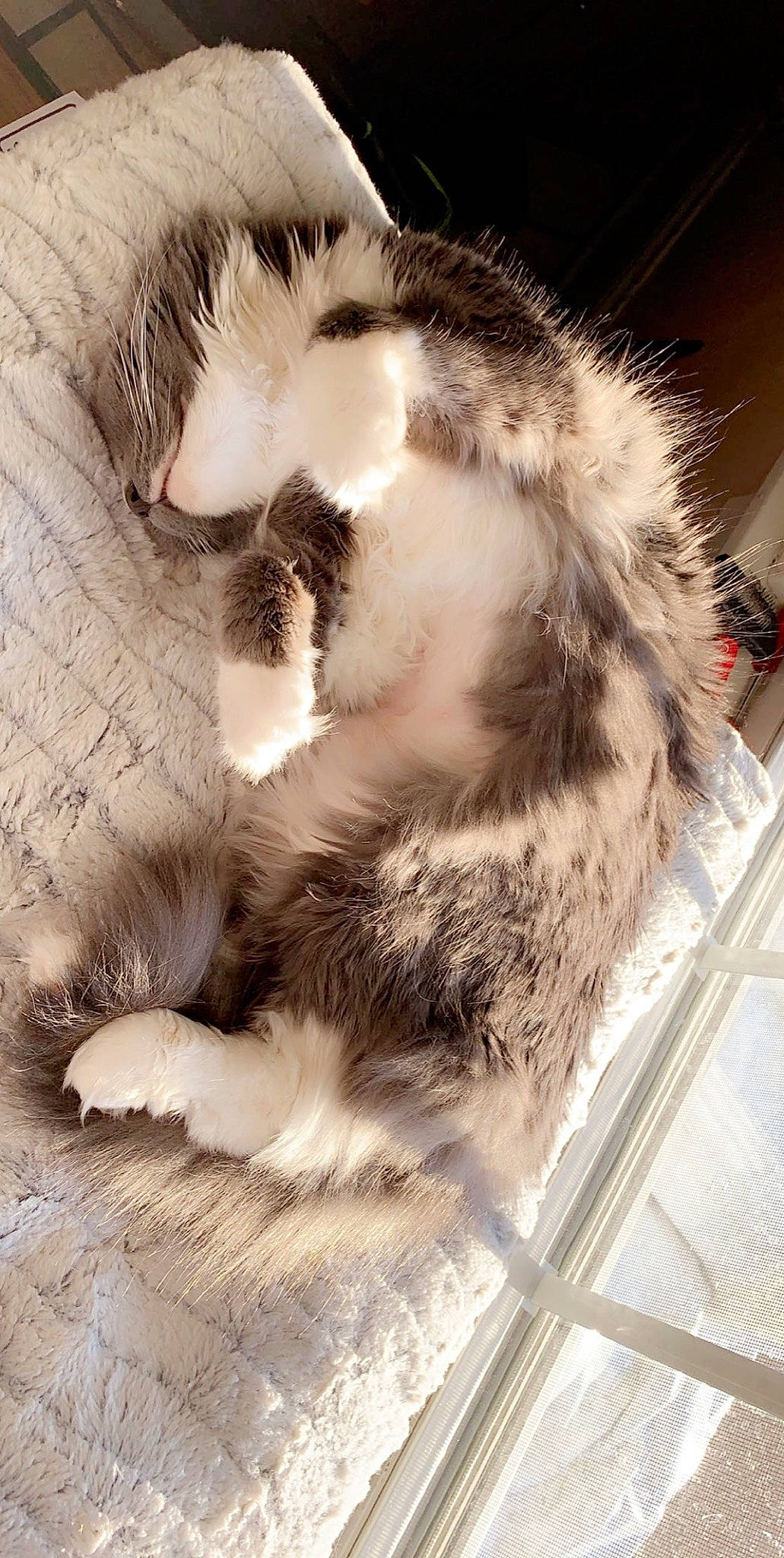 Bella is registered to the contest to win money with this photo: american_curl, carnivore, cat, claw, domestic_long_haired_cat, ear, european_shorthair, felidae, fur, kitten, norwegian_forest_cat, paw, polydactyl_cat, small_to_medium_sized_cats, snout, tabby_cat, tail, whiskers
