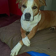 Roma participe au concours pour gagner de l'argent avec cette photo : animal, brown, canine, crossed_paws, curtains, cushion, dog, ears, floor, fur, indoor, looking, mammal, paws, pet, red_wall, relaxed, resting, snout, white