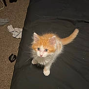 Willow joined the competition — help win amazing prizes! kitten, cat, orange, white, bed, black_bedspread, carpet, socks, chair, indoor, pet, furry, cute, small, animal, curious, young, domestic_cat, feline, room