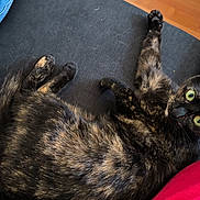 Raja a rejoint le concours — aidez-le/la à gagner de superbes lots ! animal, cat, closeup, couch, curious, dark_fabric, domestic_cat, feline, fur, green_eyes, indoor, jeans, looking_at_camera, paw, pet, red_shirt, relaxing, resting, stretching, tortoiseshell_cat
