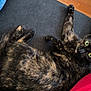 animal, cat, closeup, couch, curious, dark_fabric, domestic_cat, feline, fur, green_eyes, indoor, jeans, looking_at_camera, paw, pet, red_shirt, relaxing, resting, stretching, tortoiseshell_cat