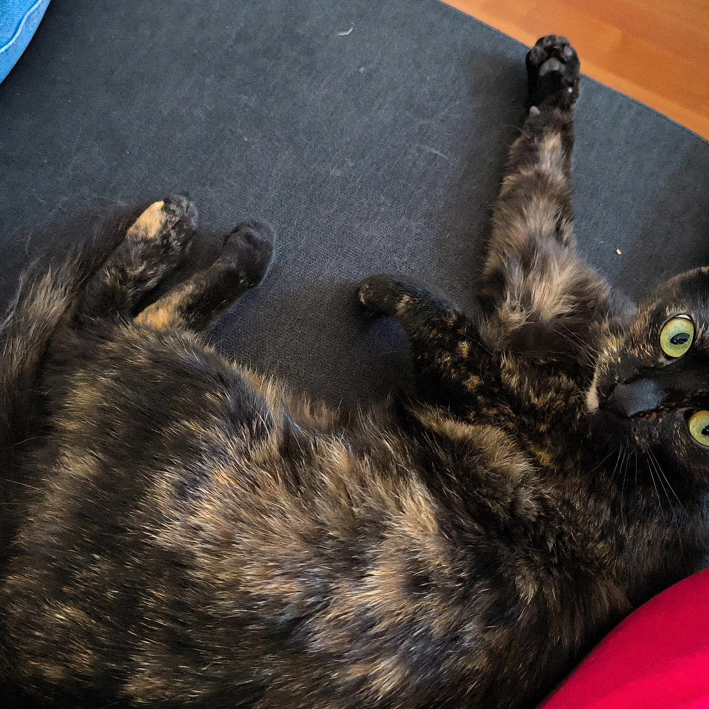 Raja