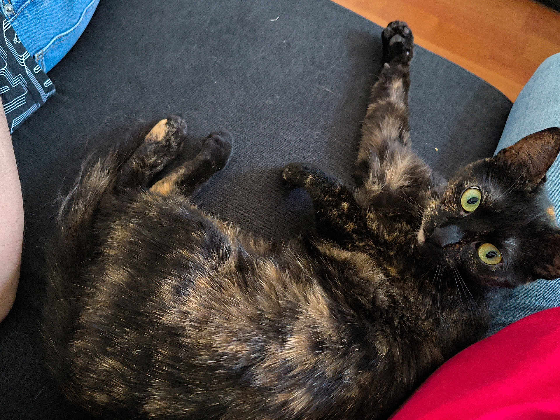Raja