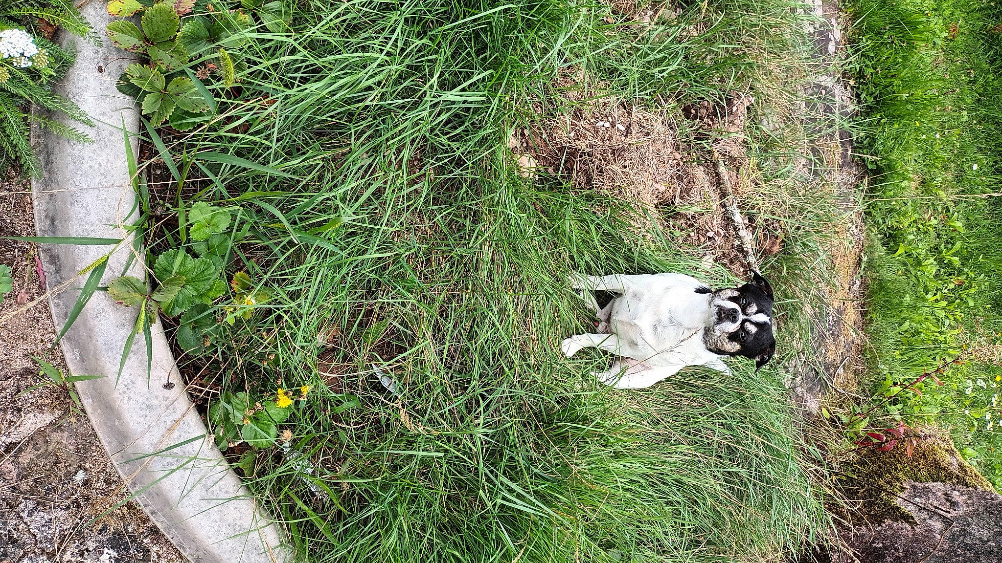 Rufus