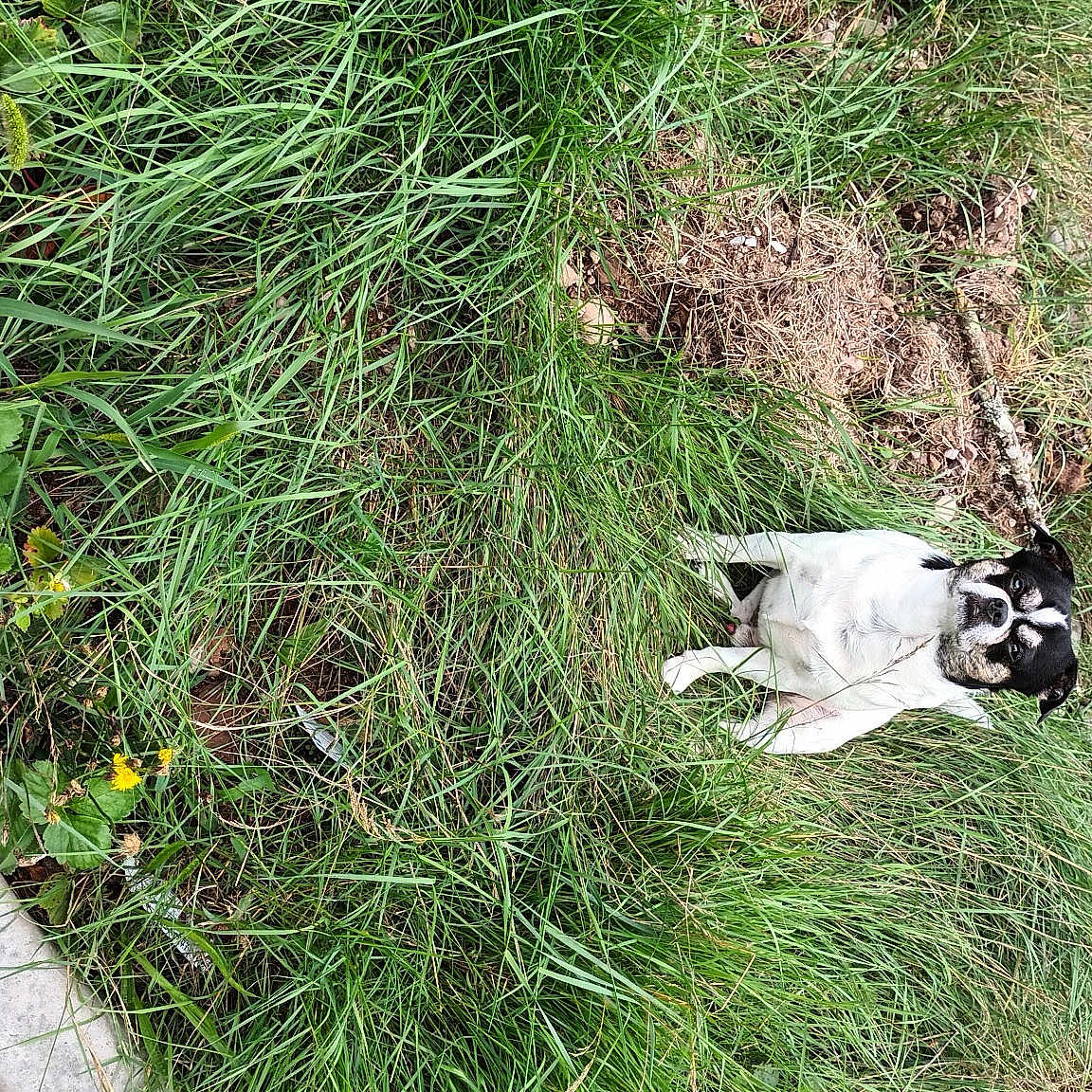Rufus
