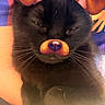 animal, black_cat, cat, close_up, cute, digital_effect, dog_filter, ears, face_filter, filter, funny, fur, hand, holding, indoor, nose, pet, portrait, sleepy, whiskers