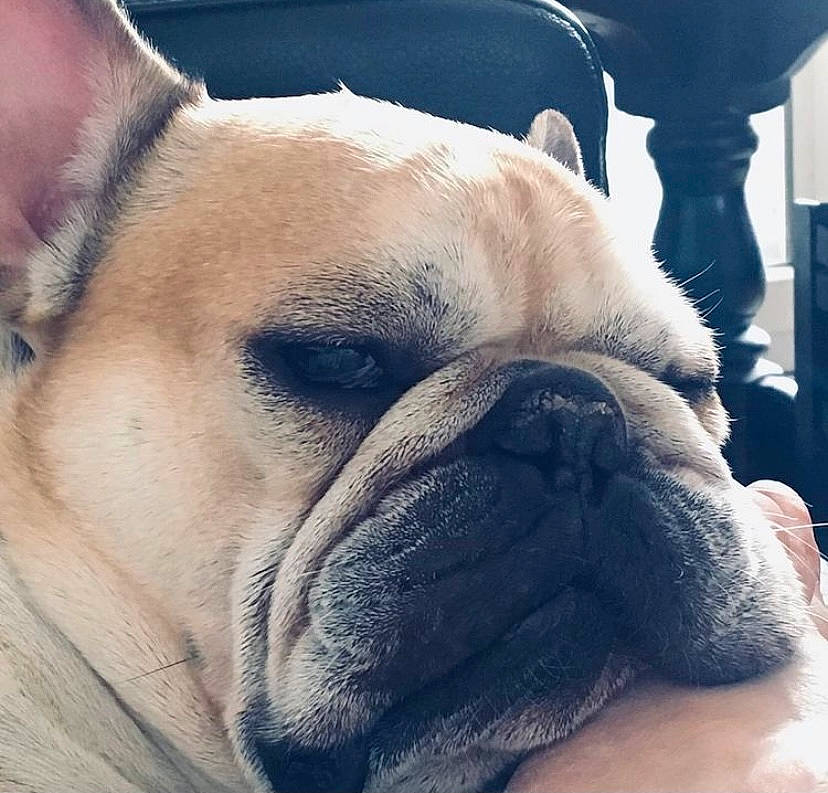 Inti Hayati participe au concours pour gagner de l'argent avec cette photo : bulldog, carnivore, close_up, comfort, companion_dog, dog, dog_breed, ear, eye, fawn, head, human_body, jaw, mammal, nose, snout, sporting_group, toy_dog, whiskers, wrinkle